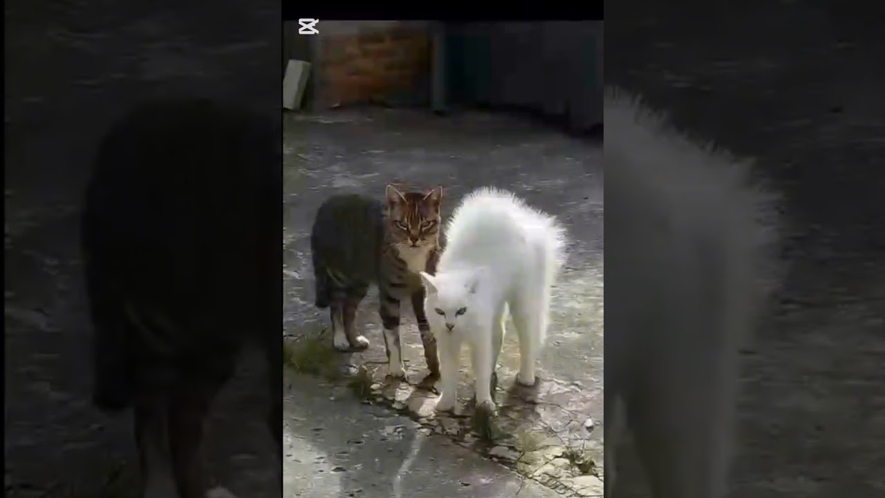 Funny animals 