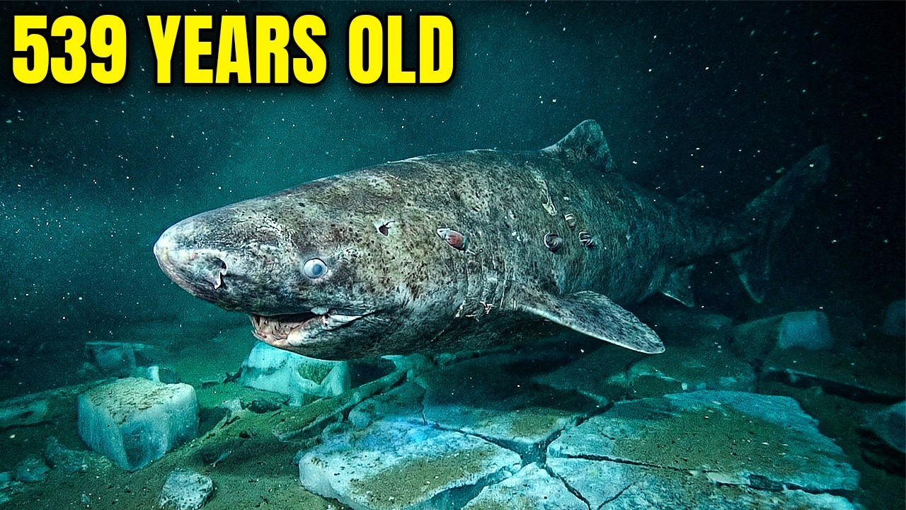 Extreme Biology: How Can the Greenland Shark Live for More Than 500 Years?