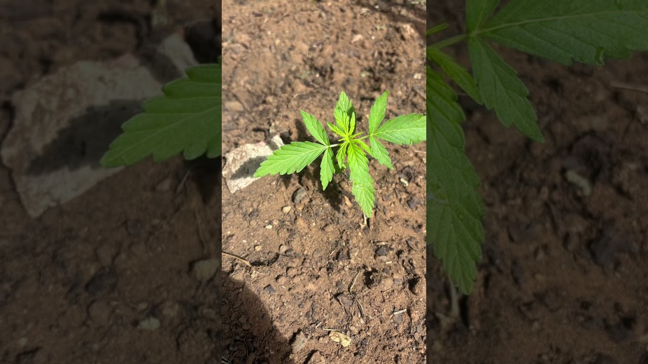 Organic Greenhouse Grow AK47#autoflower#greenhouse #ak47strain @FastBuds @MarijuanaSA
