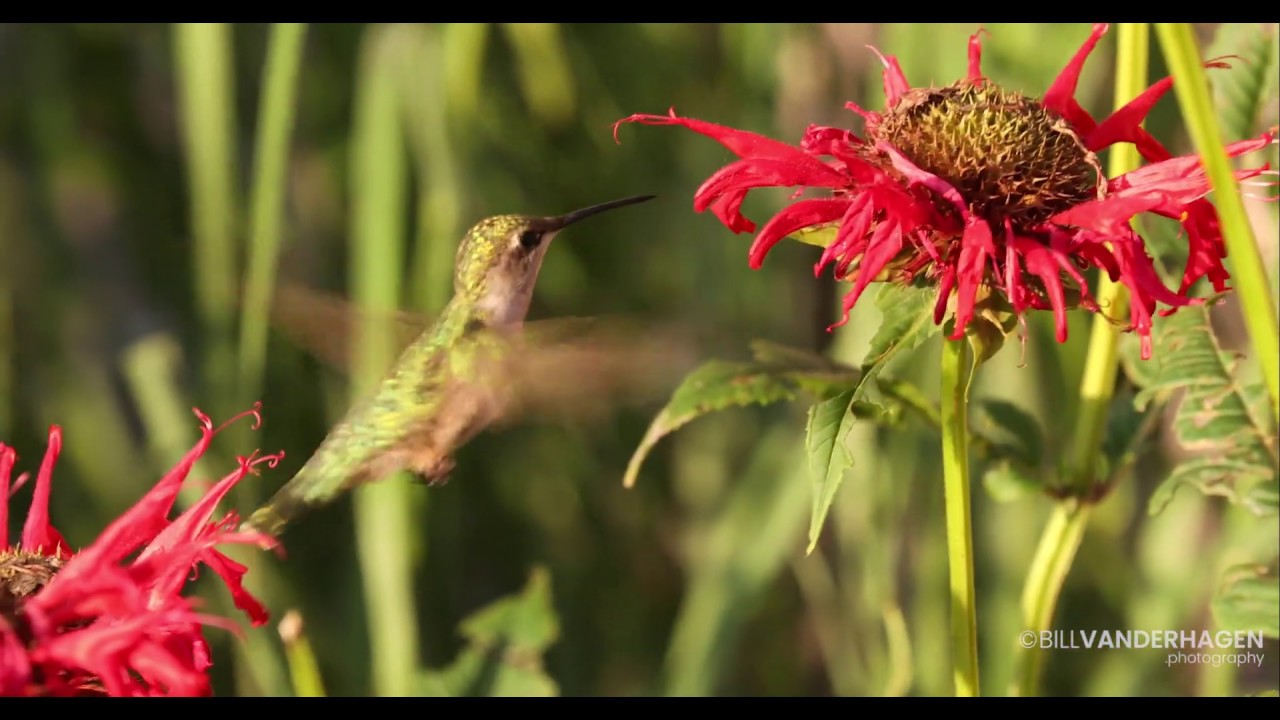 Hummingbirds in Bee Balm flowers