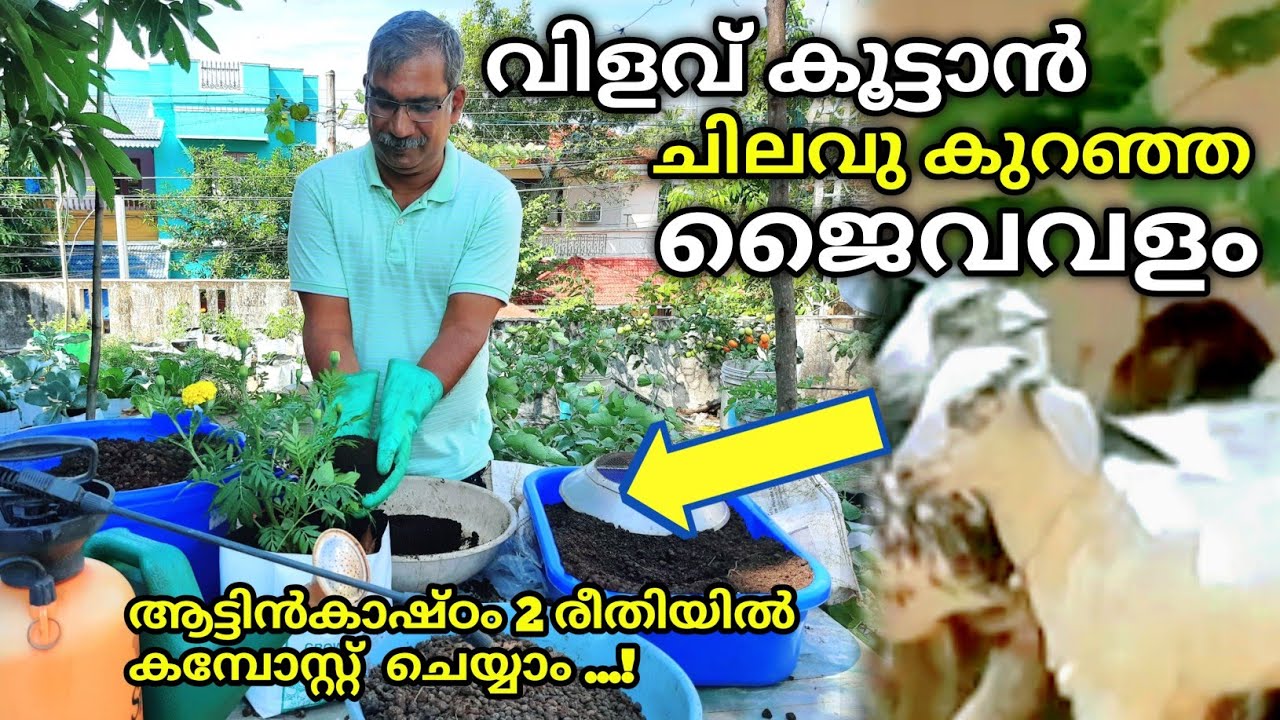 കമ്പോസ്റ്റ് ചെയ്ത് ആട്ടിൻകാഷ്ഠം ചെടികൾക്ക് നൽകൂ 