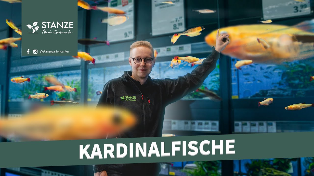 Kardinalfische im Aquarium | Die Klassiker unter den Fischen