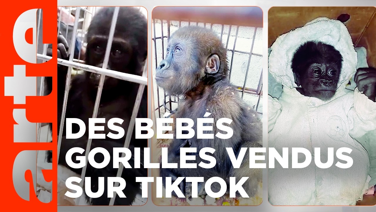 Bébés gorilles à vendre : enquête sur un trafic international | Sources | ARTE