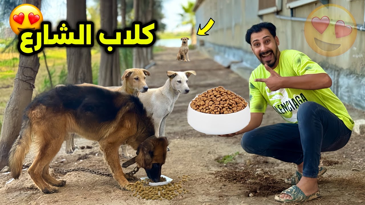 100 وجبه دراي فود لكلاب الشارع 