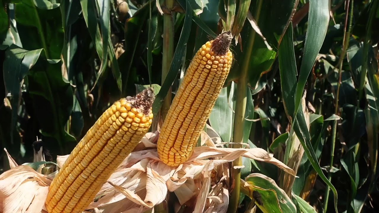 Υβρίδια καλαμποκιού Syngenta. Η πρώτη επιλογή στην ενσίρωση.