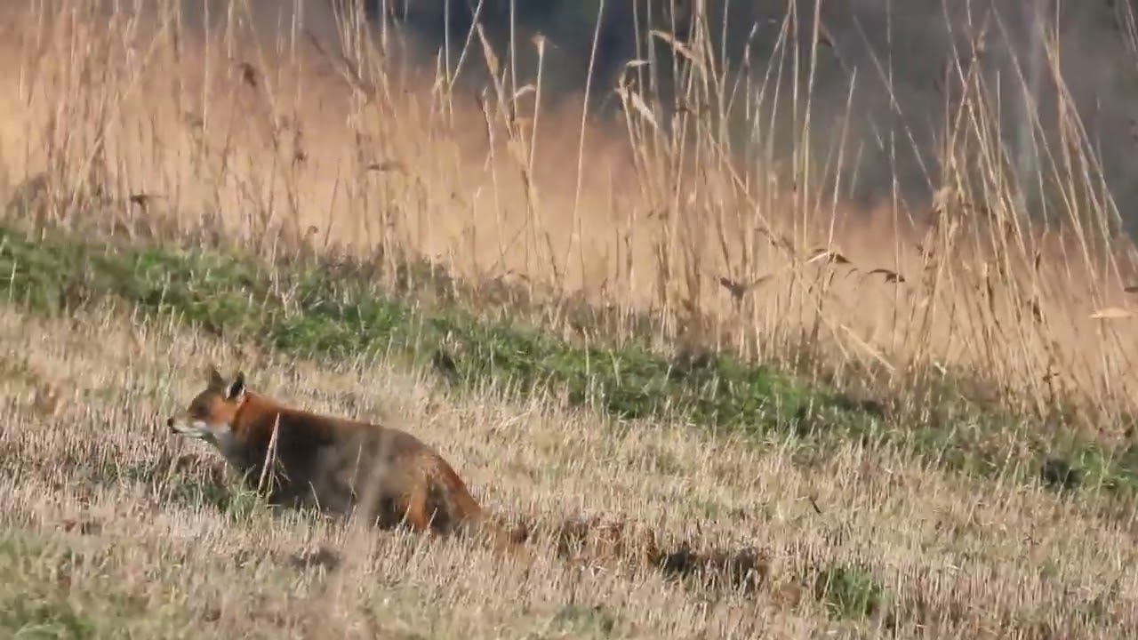 fuchs auf erfolgloser nahrungssuche II