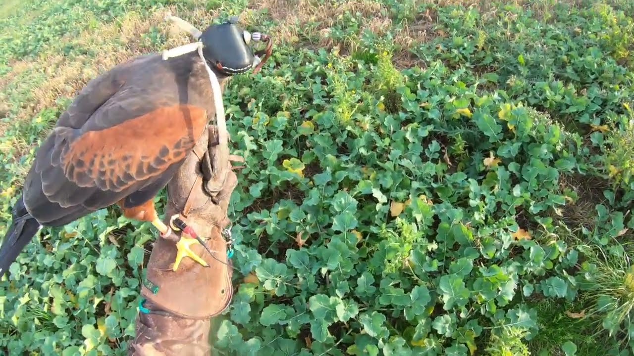 Охота на Харриса Хоука с кулака