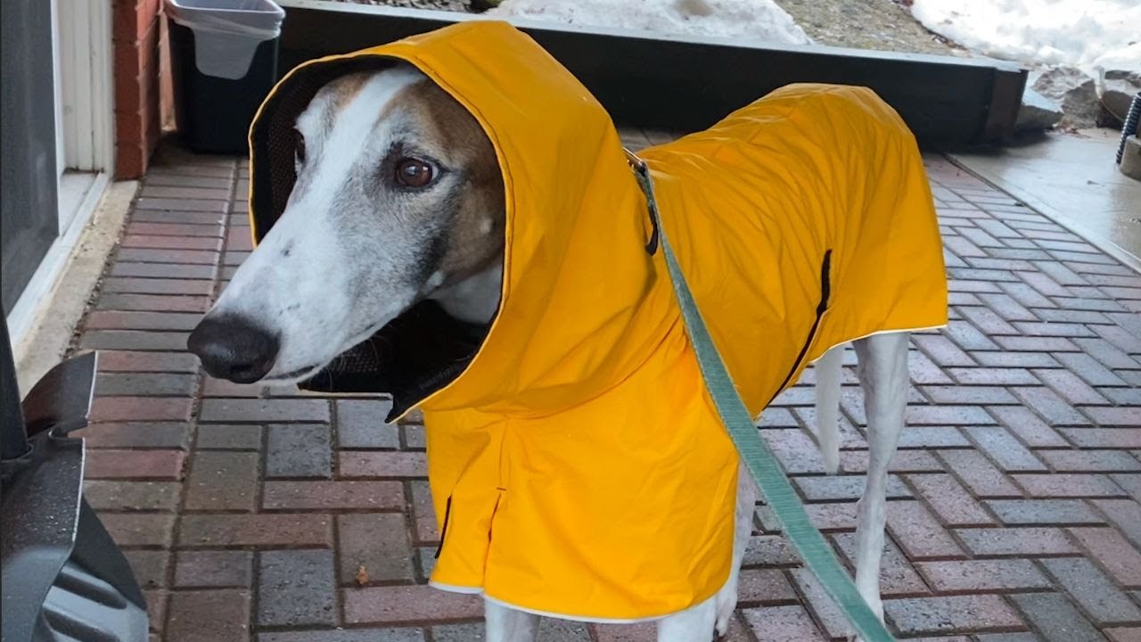 Adopted greyhound hates the rain