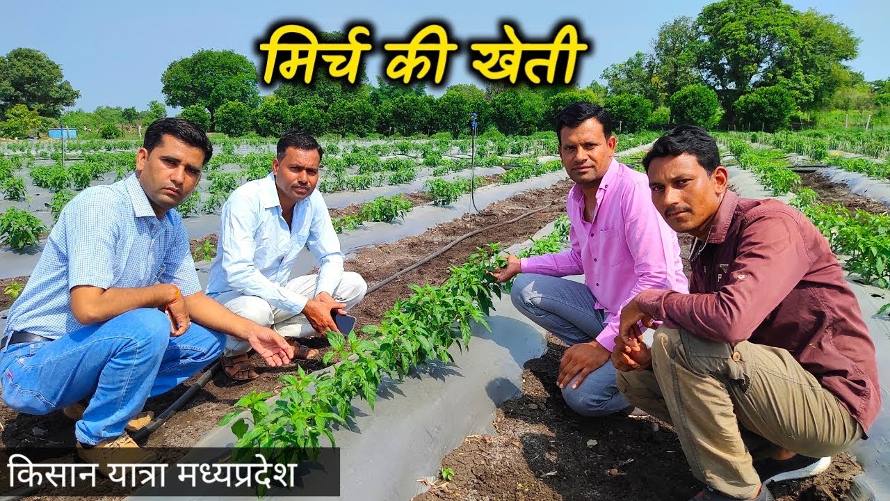मिर्च की खेती कैसे करें | मिर्च की खेती की जानकारी | My Kisan Dost