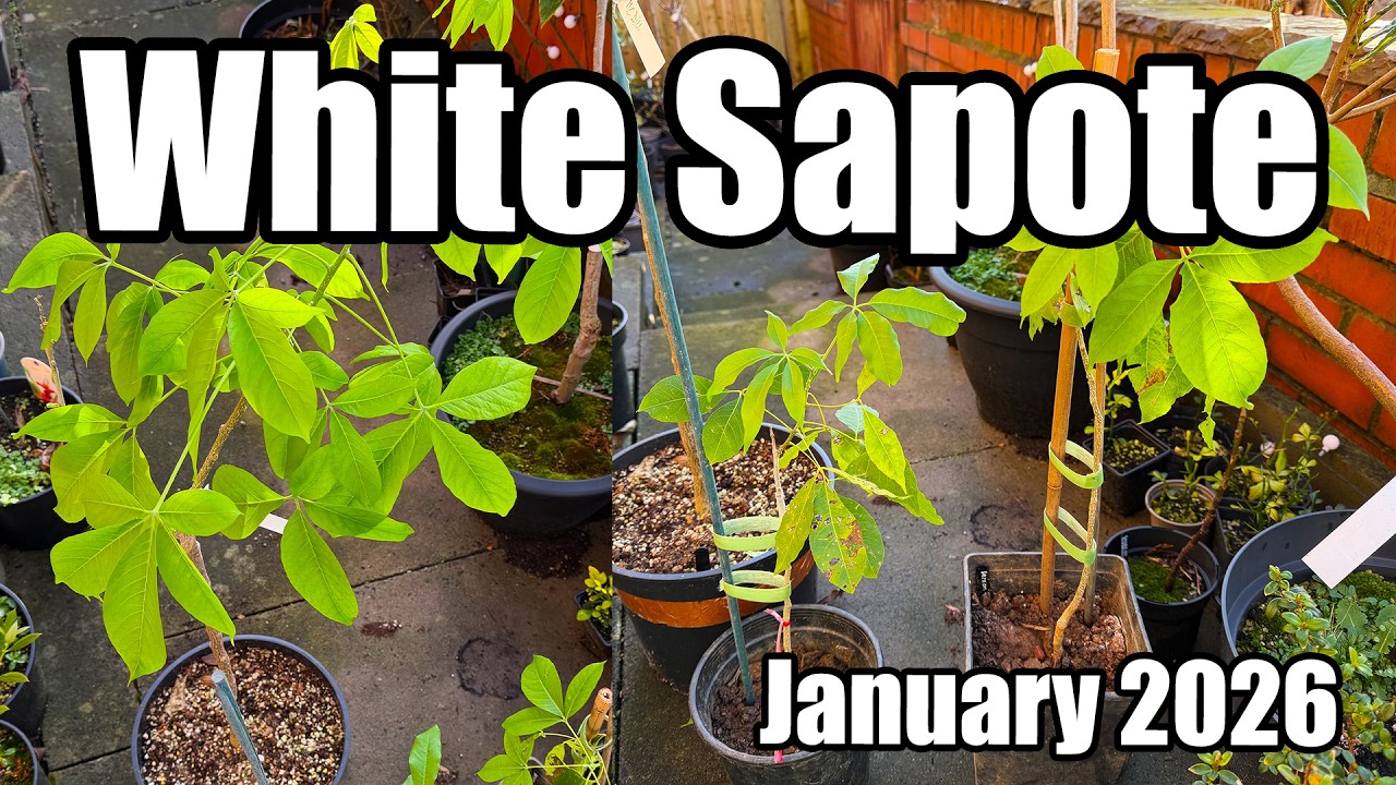 White Sapote (Casimiroa edulis) Trees Update (McDill, Suebelle & Vernon) - January 2026