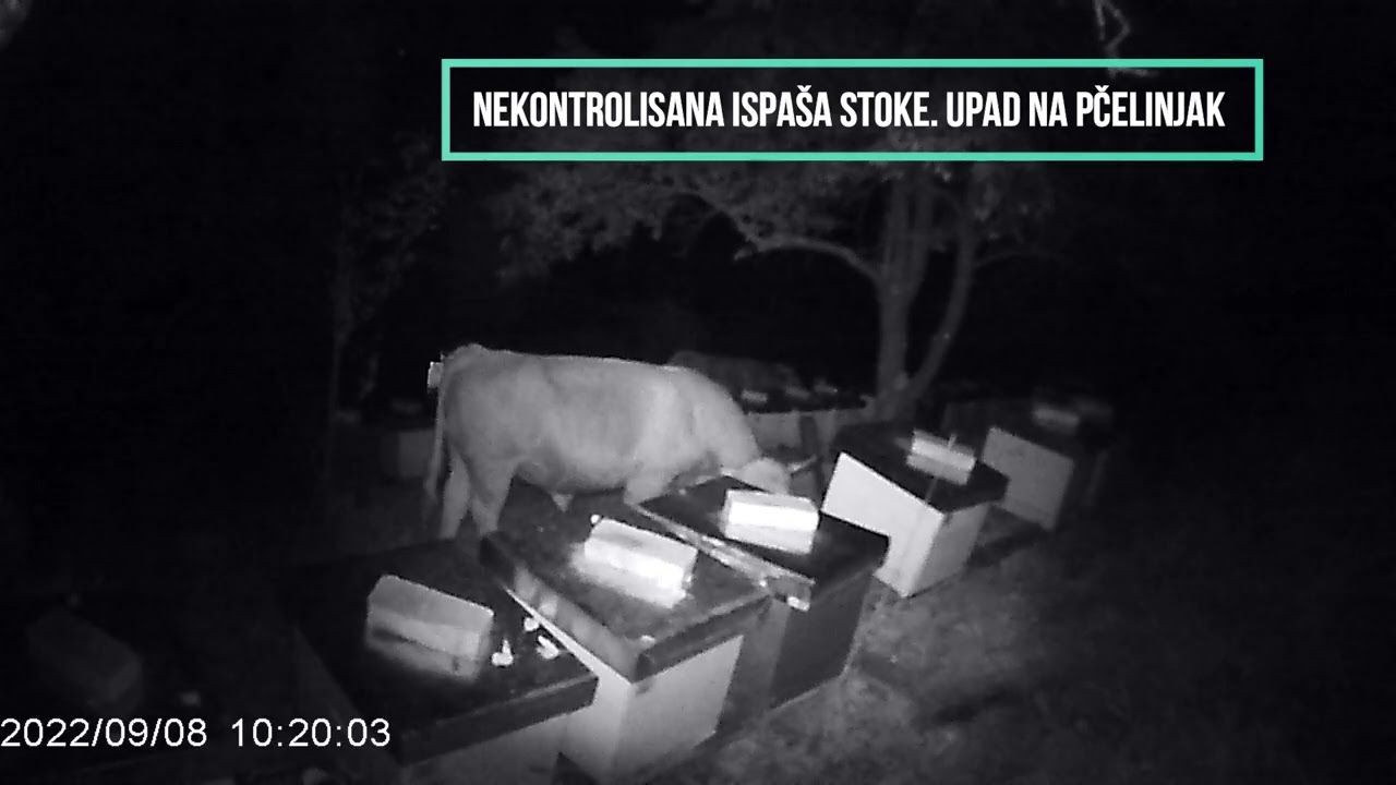 Nekontrolisana ispaša stoke. Šteta na pčelinjaku