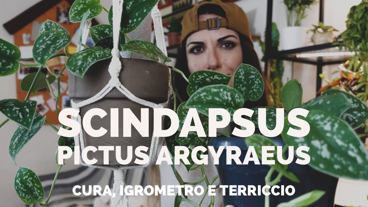 SCINDAPSUS PICTUS ARGYRAEUS, CURA e mi aiuto con l'igrometro per l’umidità in casa!