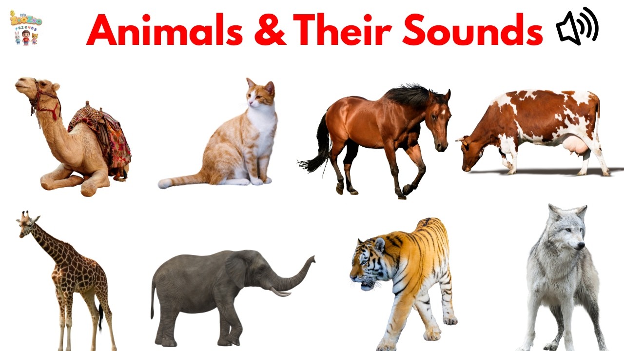 Animal sounds | Animal Noises | Discover Animals and their Sounds