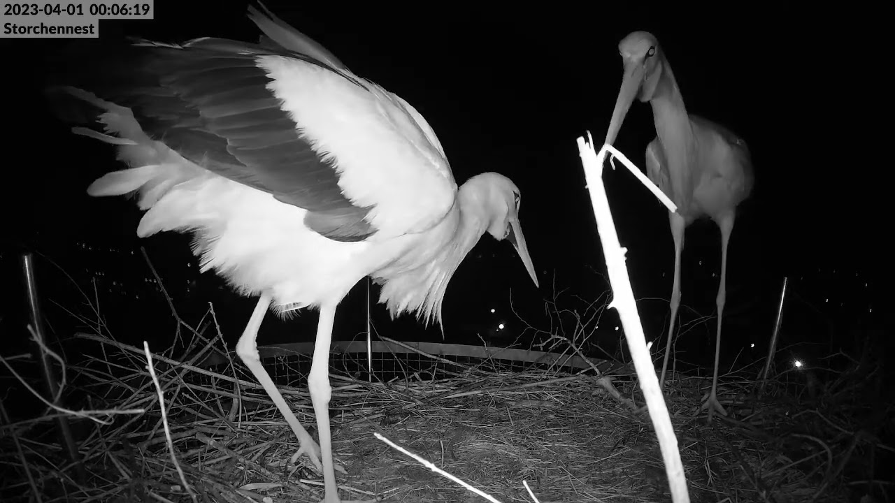 Storchennest Freilassing 01.04.23 - Nächtliche Heimkehr - Die Störchin erkennt ihn zuerst nicht...