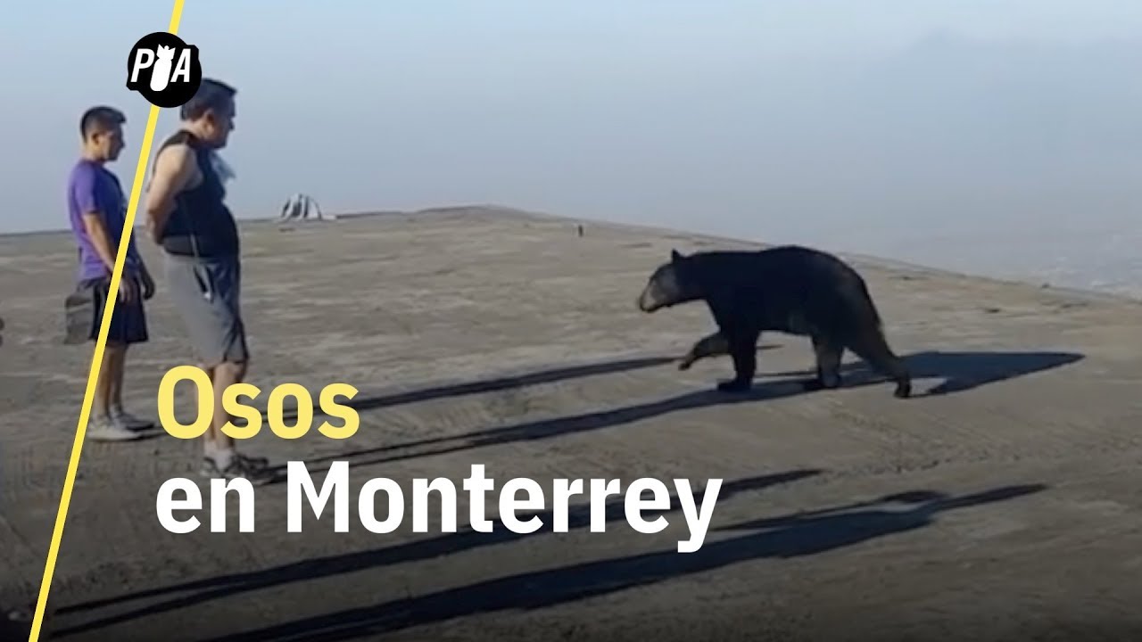 Osos en las calles de Monterrey