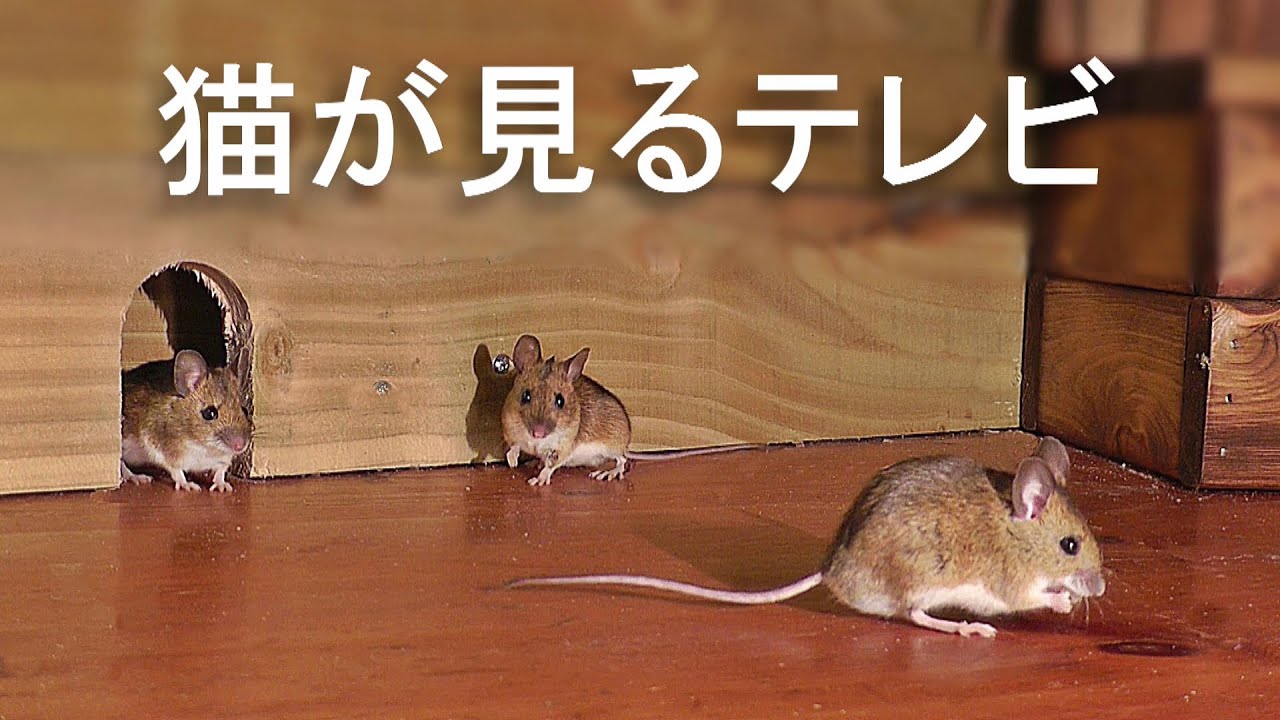 猫が見るテレビ 🐭 猫が喜ぶ映像 🐭 マウスを捕まえる