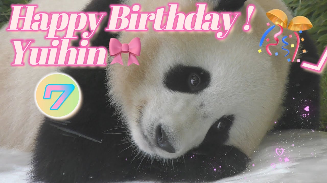 【バースデーメモリアル🎊】結浜🎀祝７歳🎊お誕生日おめでとう！🎉【お姉ちゃんパンダ】Giant Panda -Yuihin- 🎂Happy 7th Birthday ! 💕18,Sep 2023