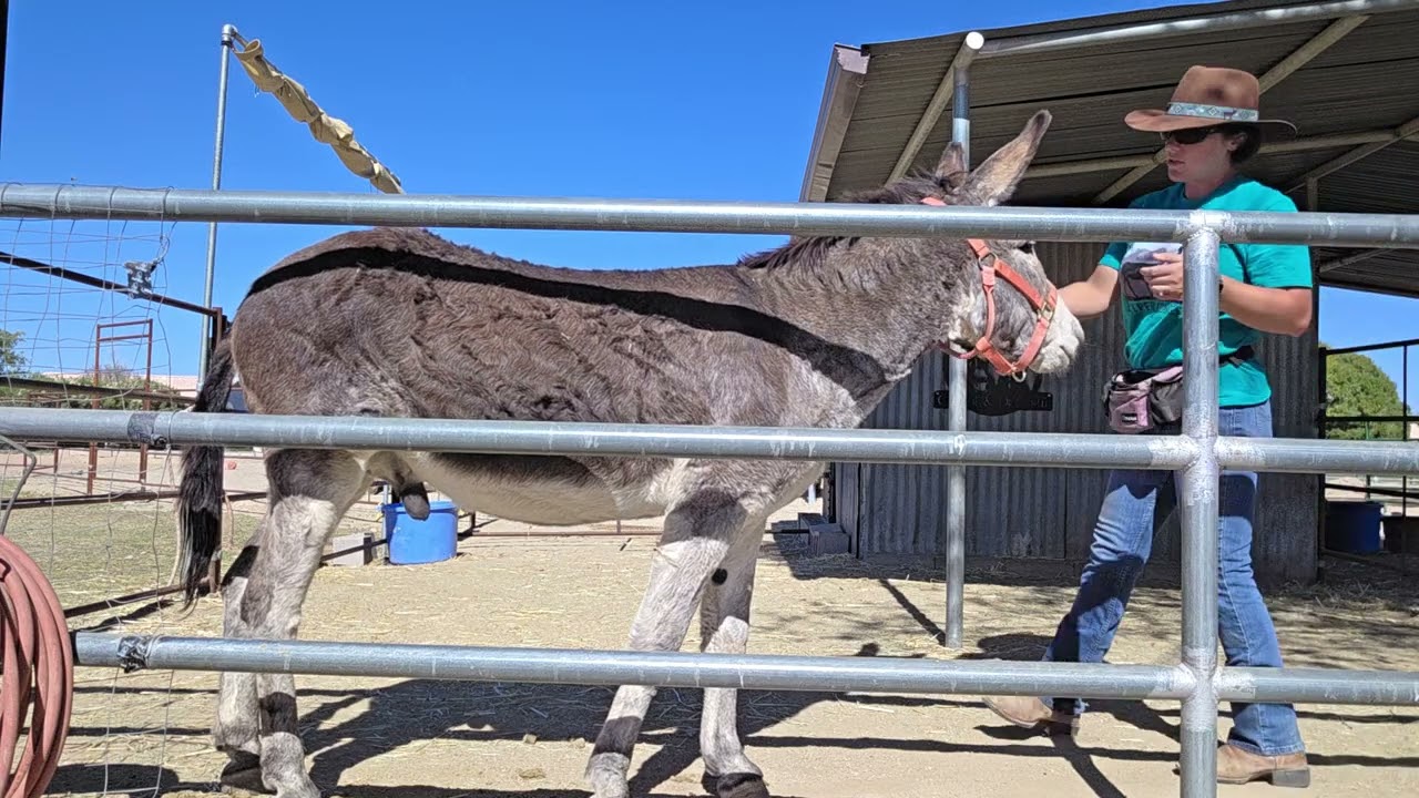 Benny, untraumtized after being sprayed 2/8 #donkeytraining 