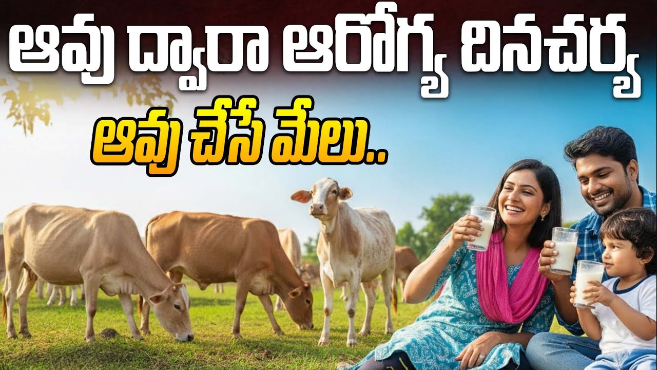 ఆవు ద్వారా ఆరోగ్య దినచర్య | Know the Divine Benefits of Cow | Arogyame Mahabhagyam | PMC Health