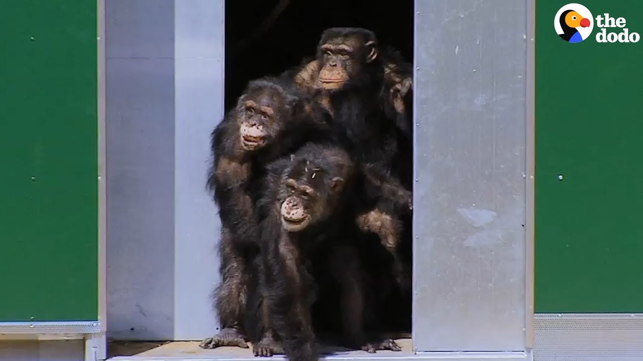 Chimps Tested On In Labs Can't Believe Their New Home | The Dodo
