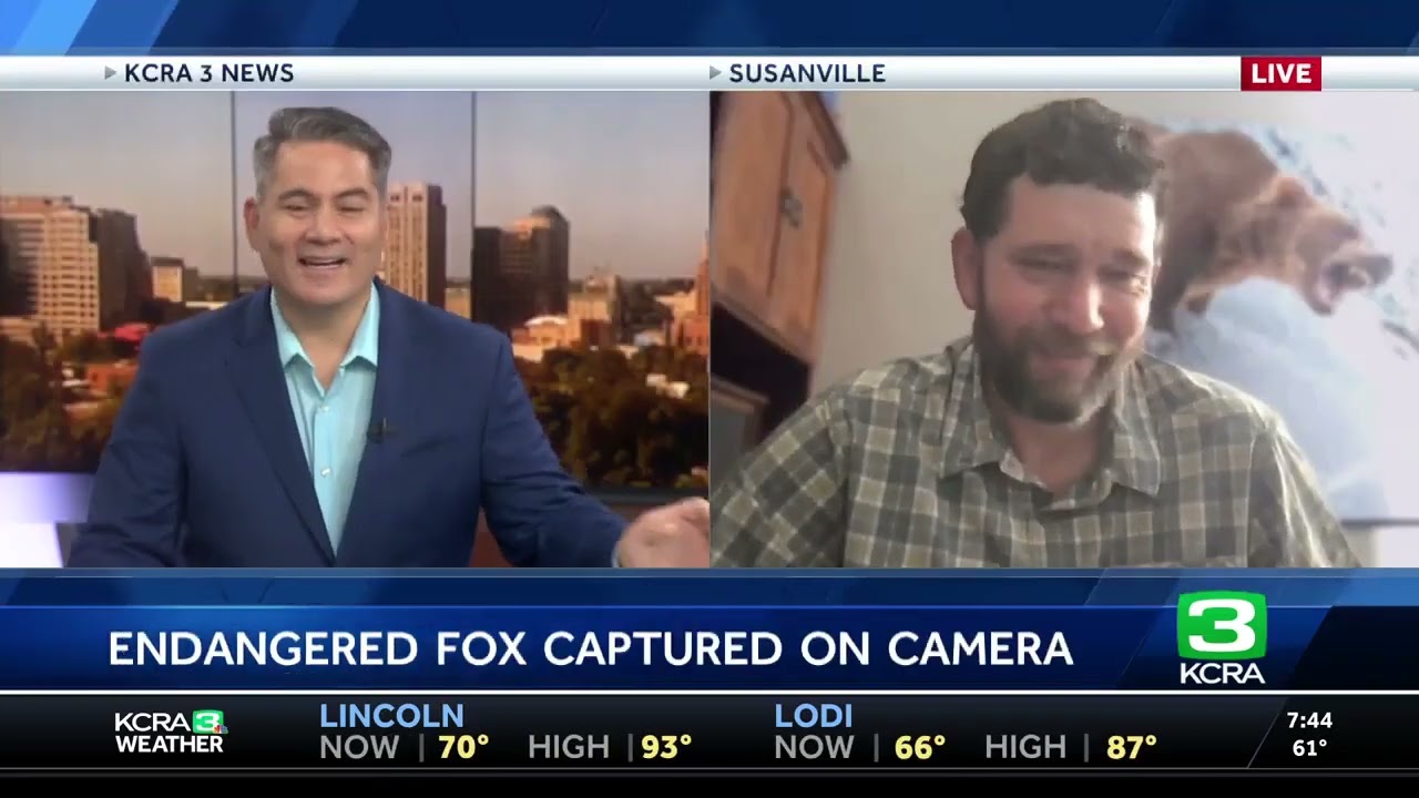 Rare Sierra Nevada fox spotted in Lassen Volcanic National Park - KCRA 3 Sacramento interview