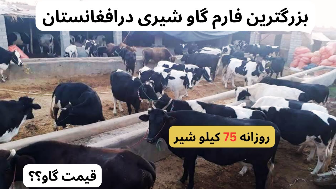 گزارش ویژه از بزرگترین فارم گاو شیری درکابل، روزانه هرگاو 75 کیلو شیرمیدهد وقیمت گاو 4 لک افغانی