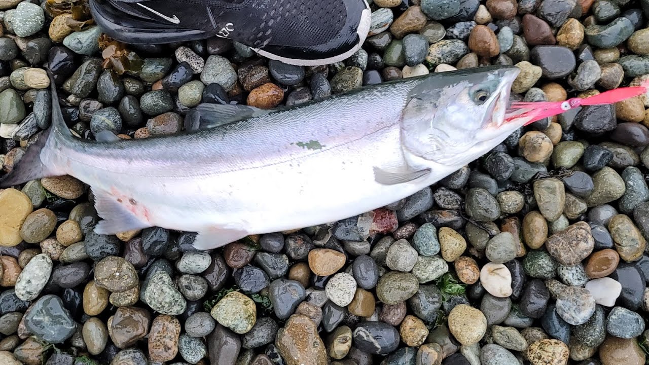 PINK SALMON FISHING SEATTLE WA 😍
