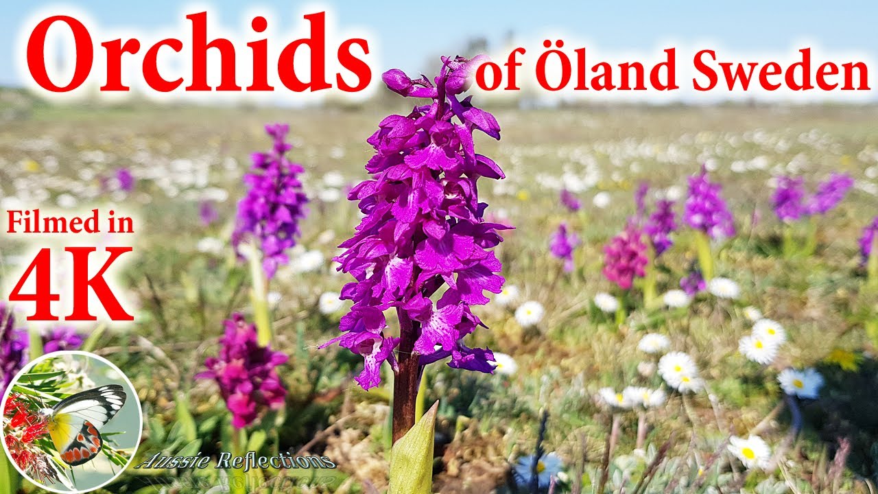 Orchids of Öland Sweden