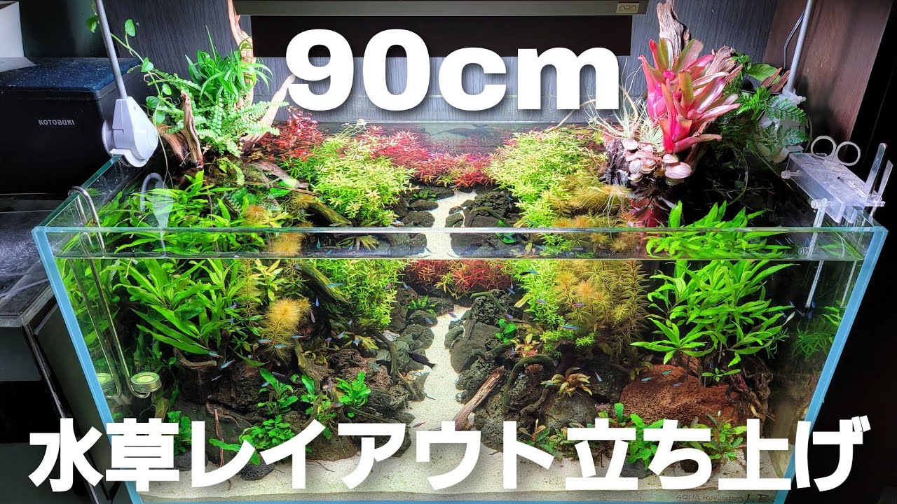 90㎝水草レイアウト水槽立ち上げ‼　aquarium　アクアリウム　熱帯魚　水槽　水草　流木　テラリウム