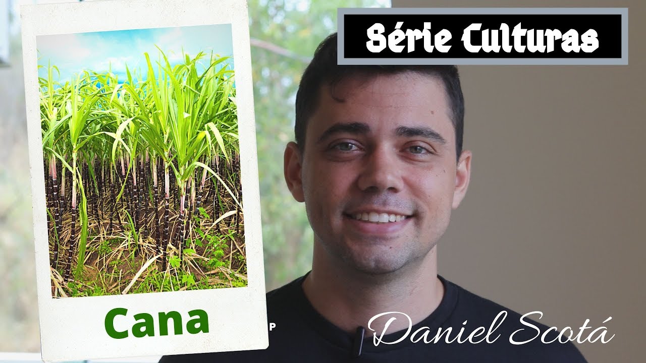 Cana de açúcar - plantio, calagem, adubação e irrigação
