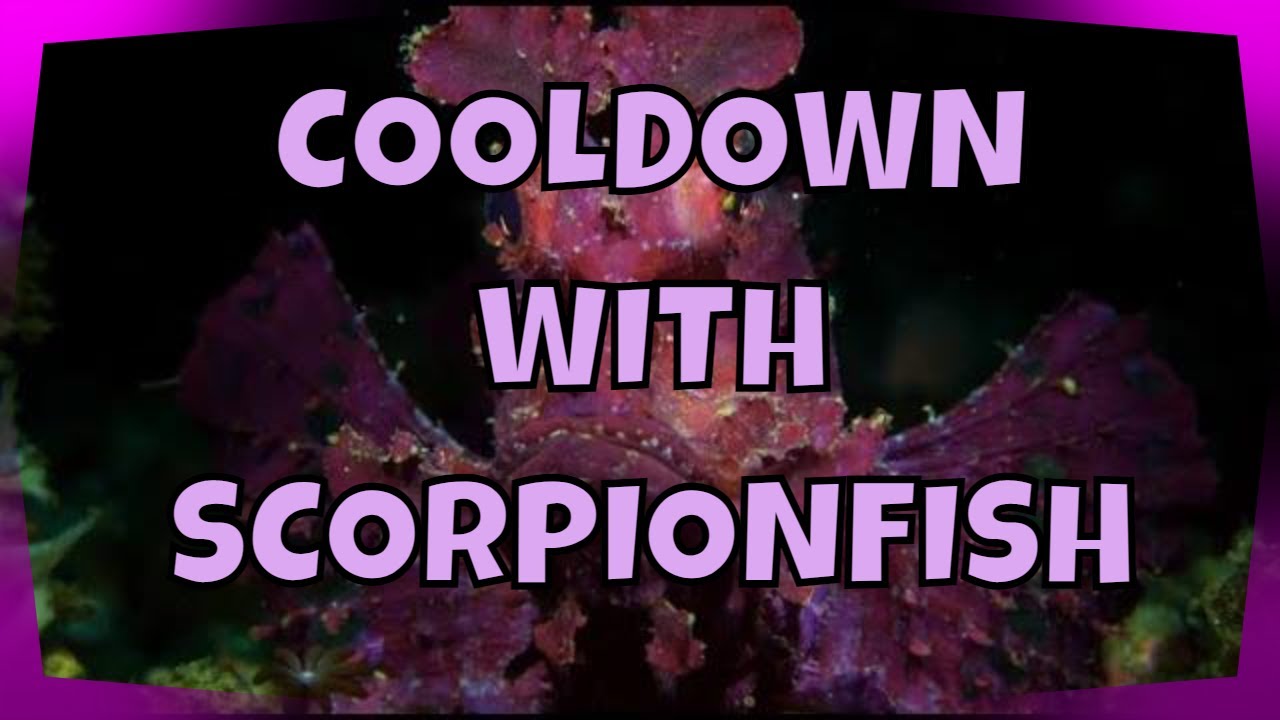 Cooldown with striking & colorful SCORPIONFISH: A Peaceful Underwater Voyage with Relaxing Harmonies
