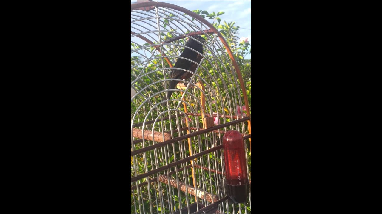 Picolette chant Oyapock et locale Brésil .