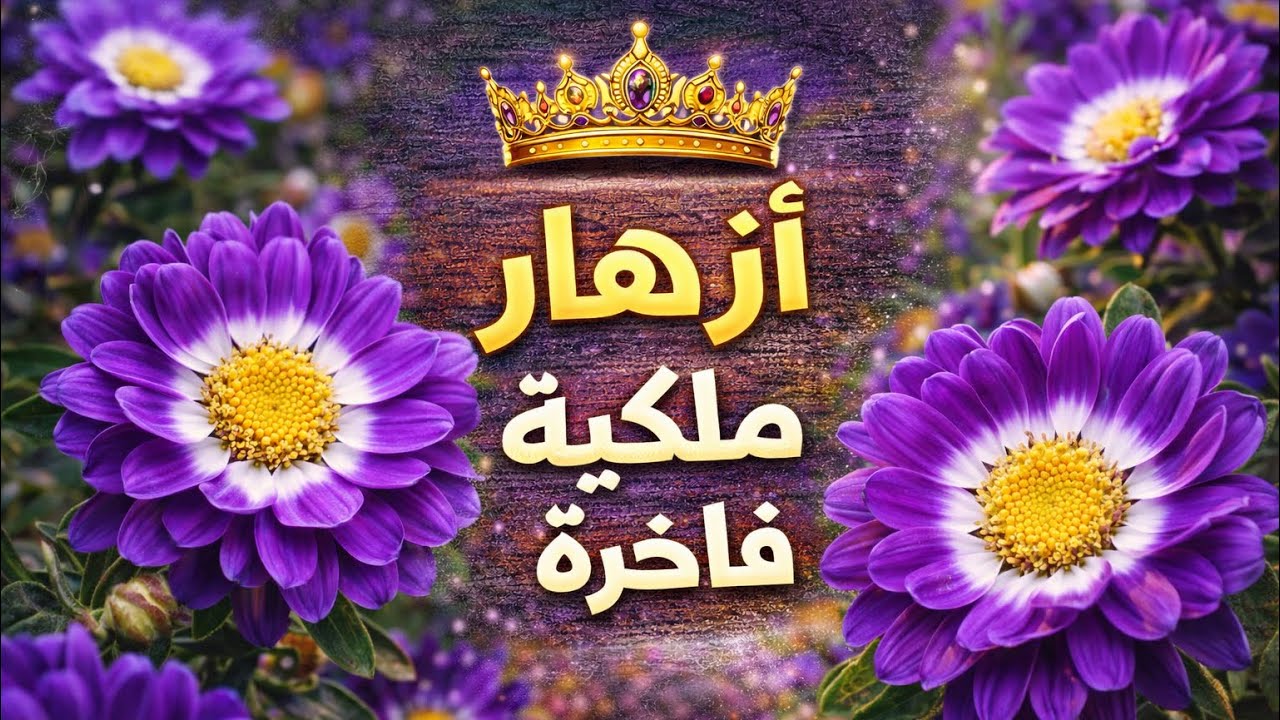 شاهدنا نبات الاستر لكن هل شاهدت الاستر الملكي !! 