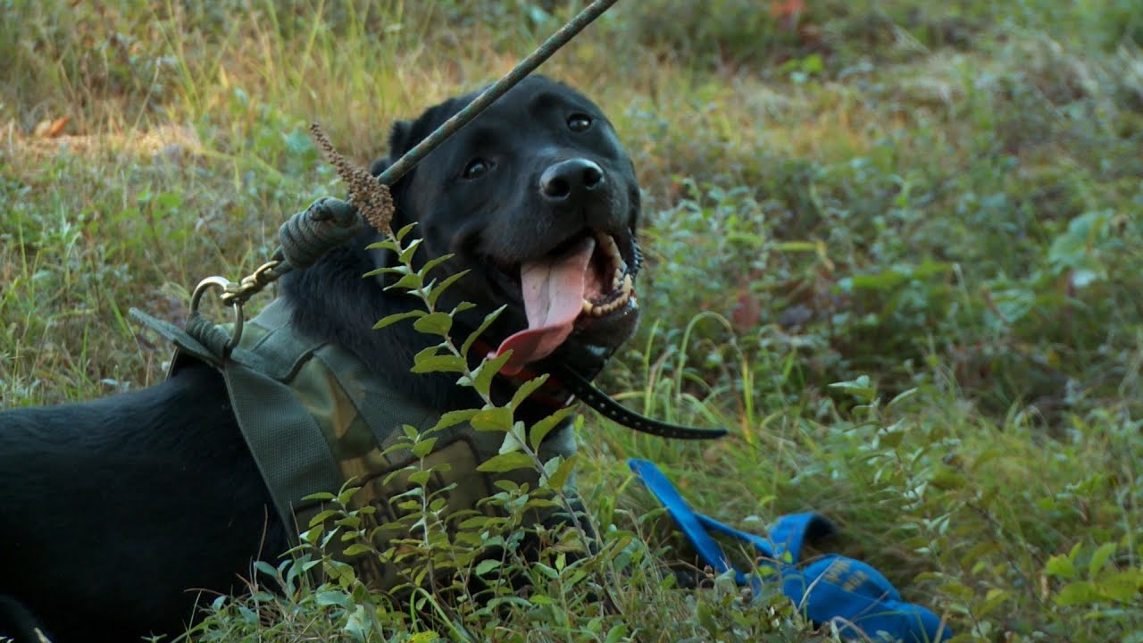 K9 Units Train For Search and Rescue