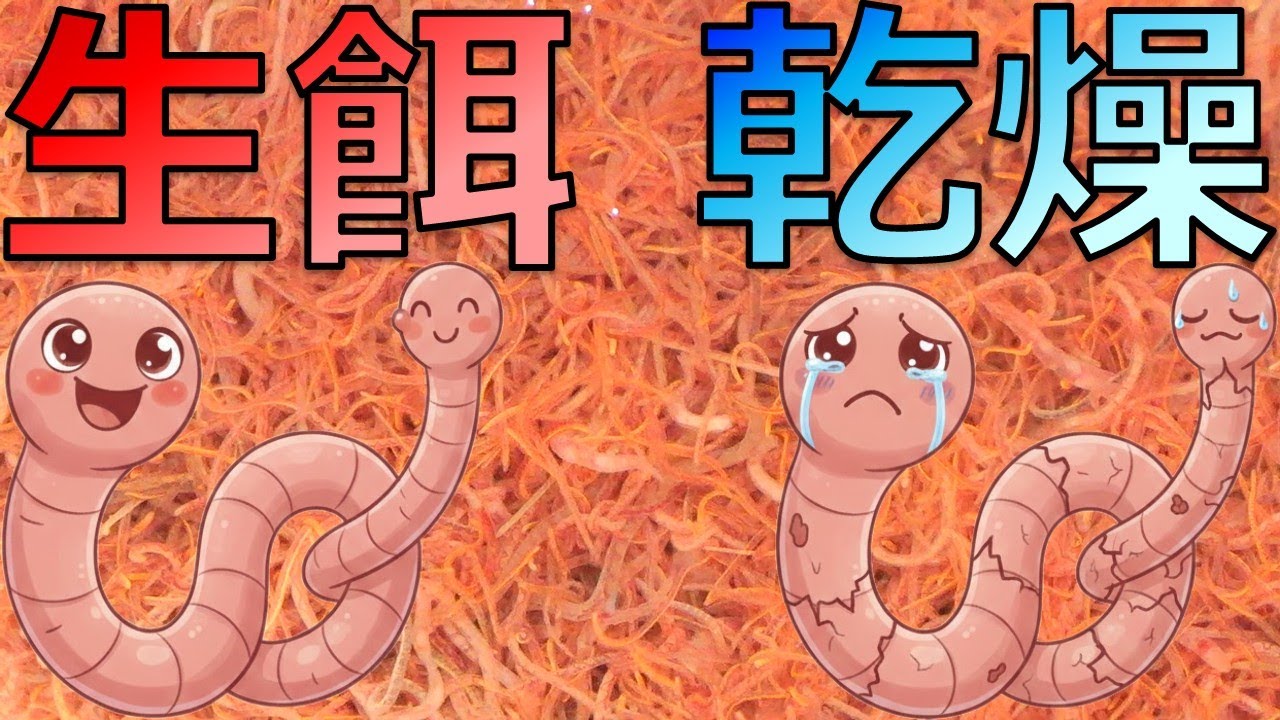 【餌】生きたイトメはなぜ1番良いのか、乾燥は論外なのか学術的に解説します。クマが人里に降りてくる理論を活用しよう！【ふぶきテトラ】