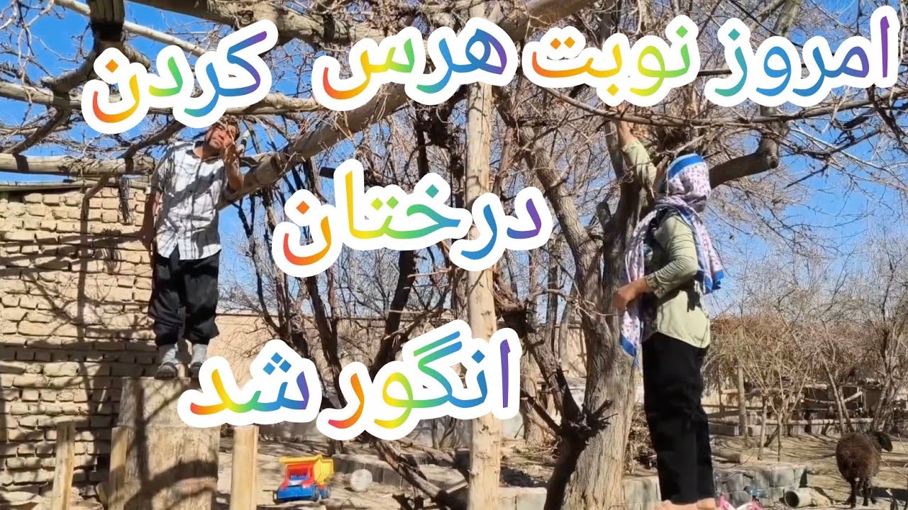 Our Rural Life | Pruning the Grapevines in Our Garden 🍇🌿