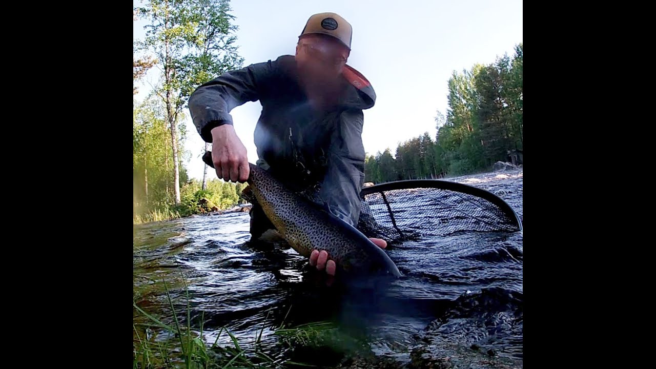 Taimenen streamerkalastusta Äyskoskella / Streamer fishing for brown trout at Äyskoski