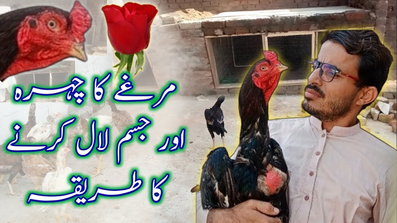 Aseel murg ka face Lal karne ka tarika redface master aseels