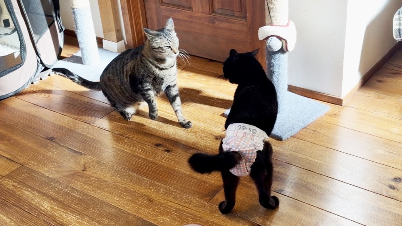 いつも大人しくて優しいあの弟猫が兄猫と大喧嘩をしてしまいました