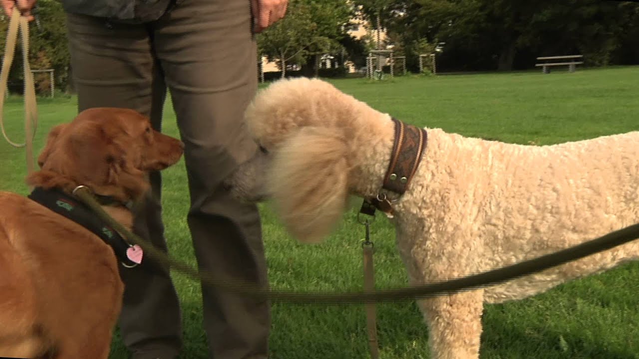 Hund med hensyn - 5. L&aelig;r hundens sprog at kende