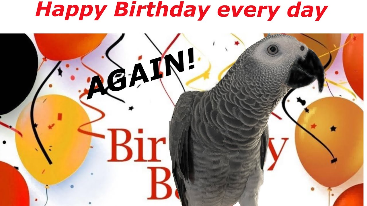Demanding Happy Birthday song every day #africangrey #parrot #birthday