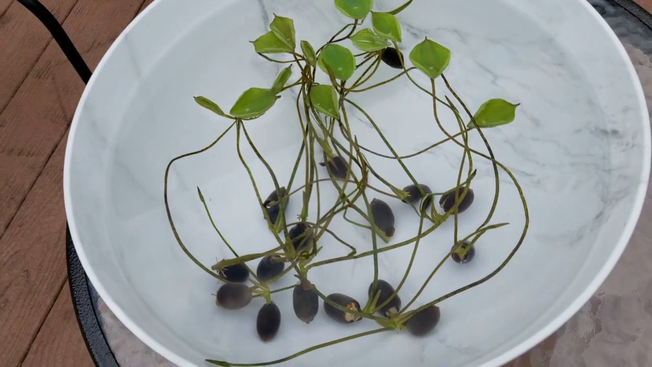 Germinating lotus seeds- day 18 (some leaves are completely opens)