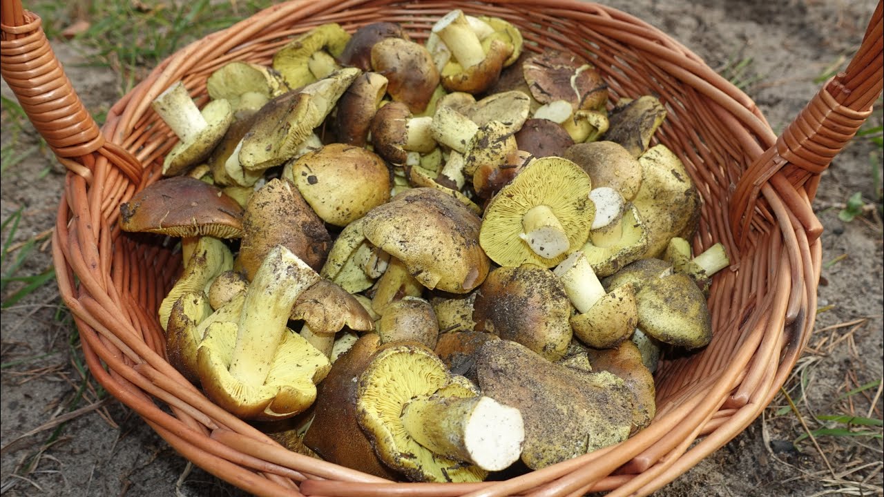 Jak rosną GĄSKI ZIELONKI?