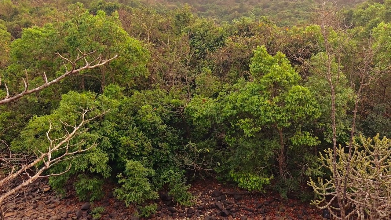 Evening song at Tamhini