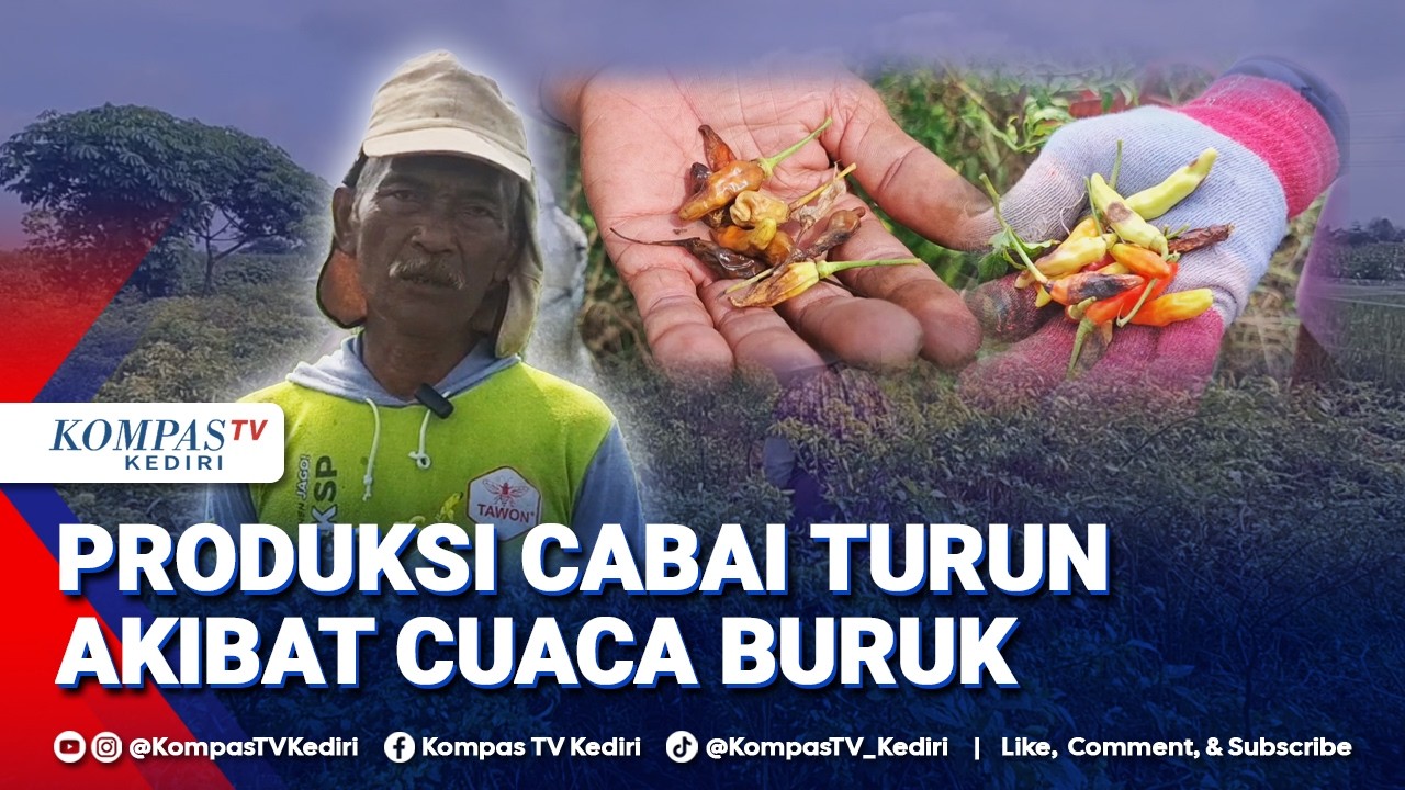Dampak Cuaca Buruk, Panen Cabai Petani Merosot