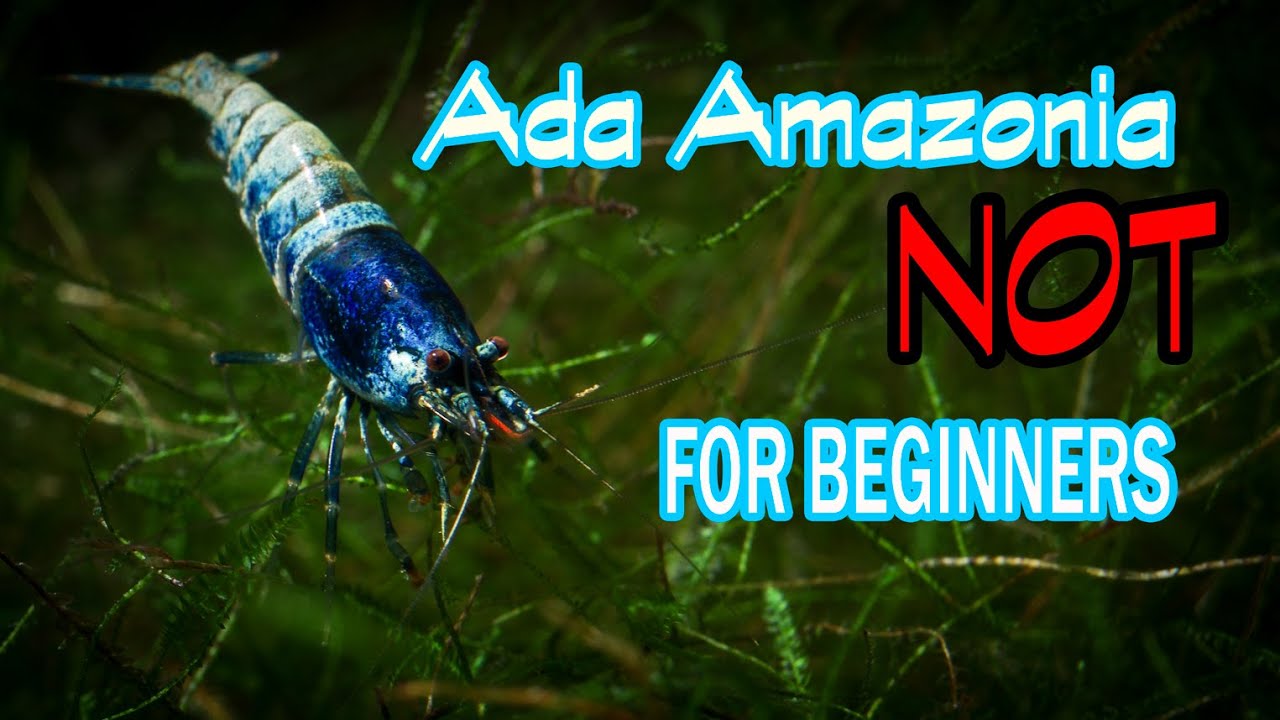 Shrimp Time - Ada Amazonia active soil not for everybody?
