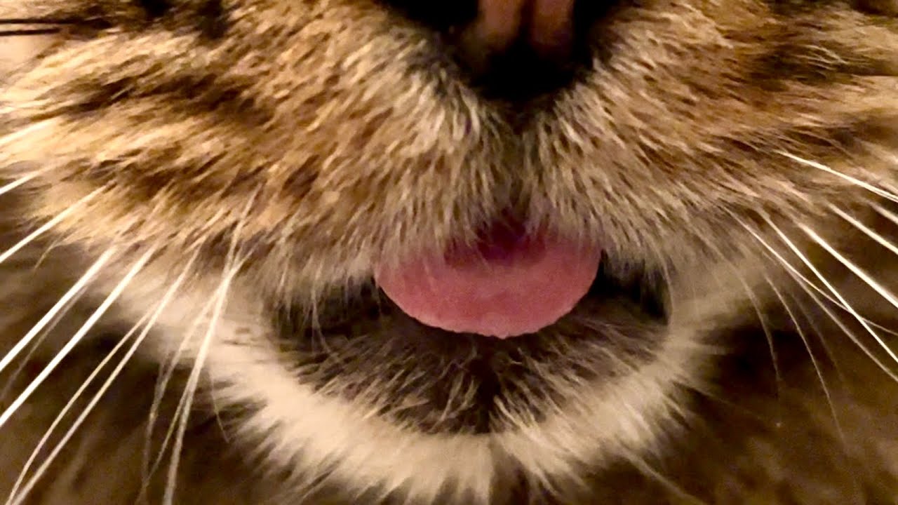 Doesn’t your tongue get cold like that, Eric?