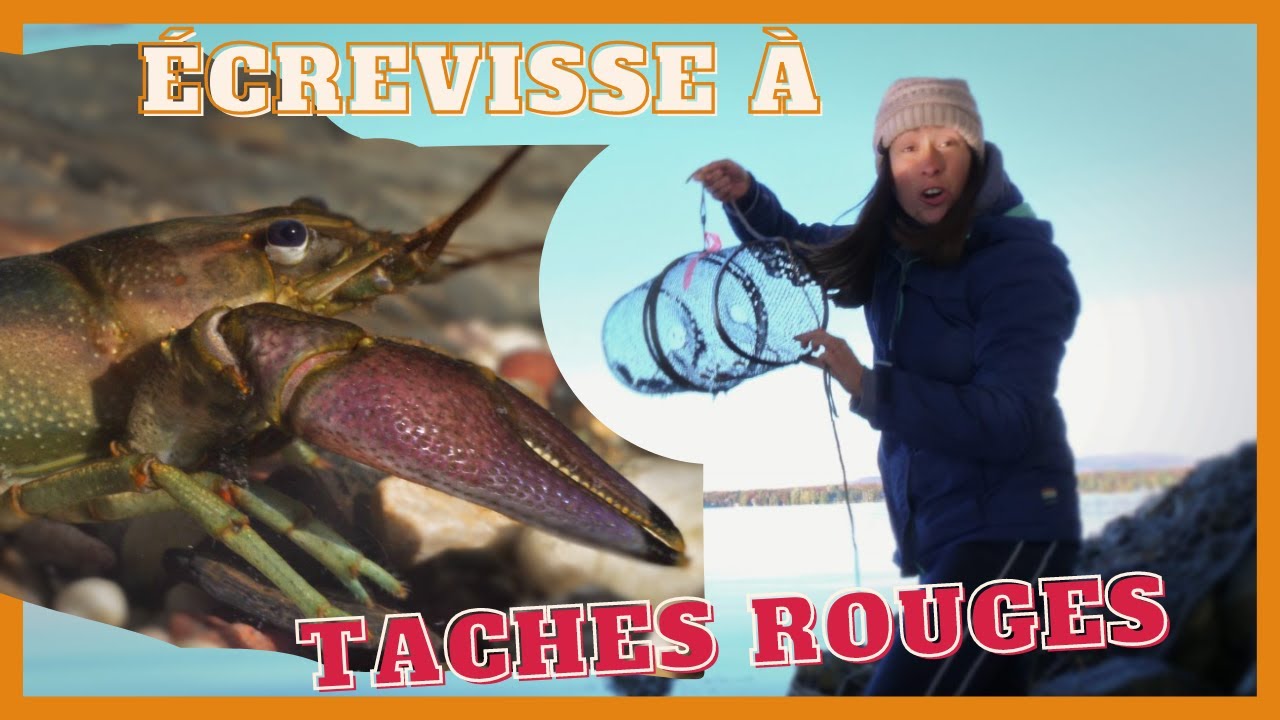 L'écrevisse à taches rouges a envahi le lac Brome