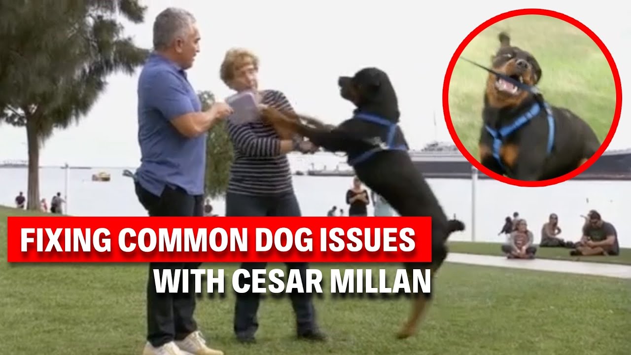 The 4 Most Common Dog Behavior Problems & How To Fix Them | Dog Nation Throwbacks
