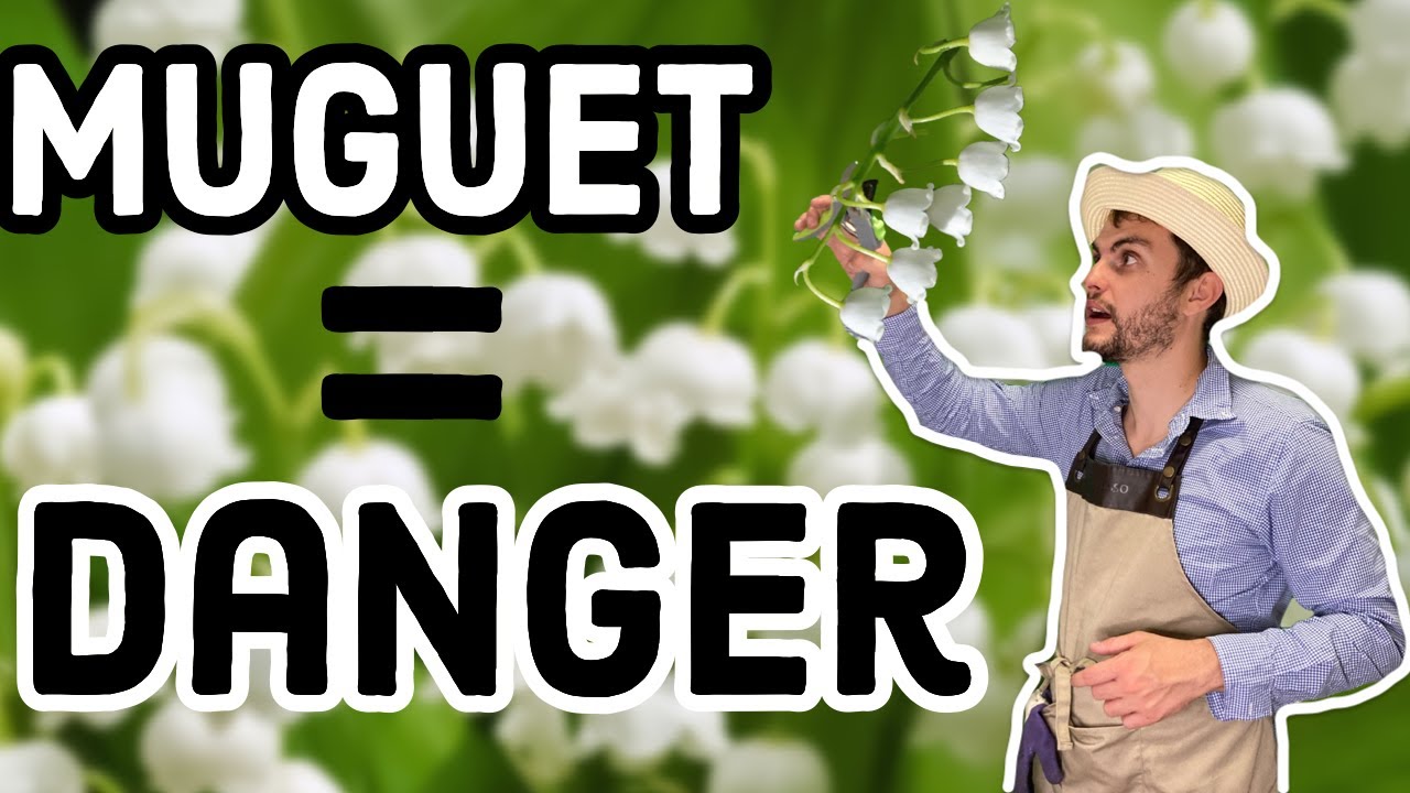Muguet = Toxique